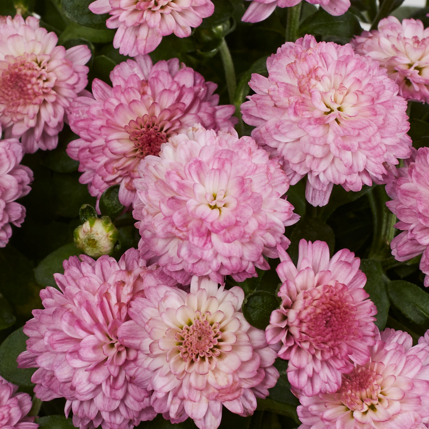 Autumn Glow Fall Mums