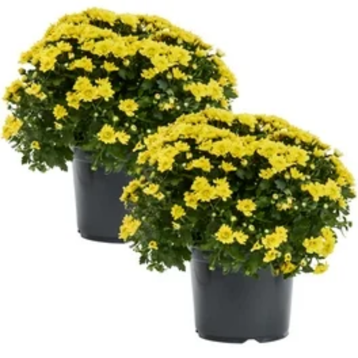Autumn Glow Fall Mums