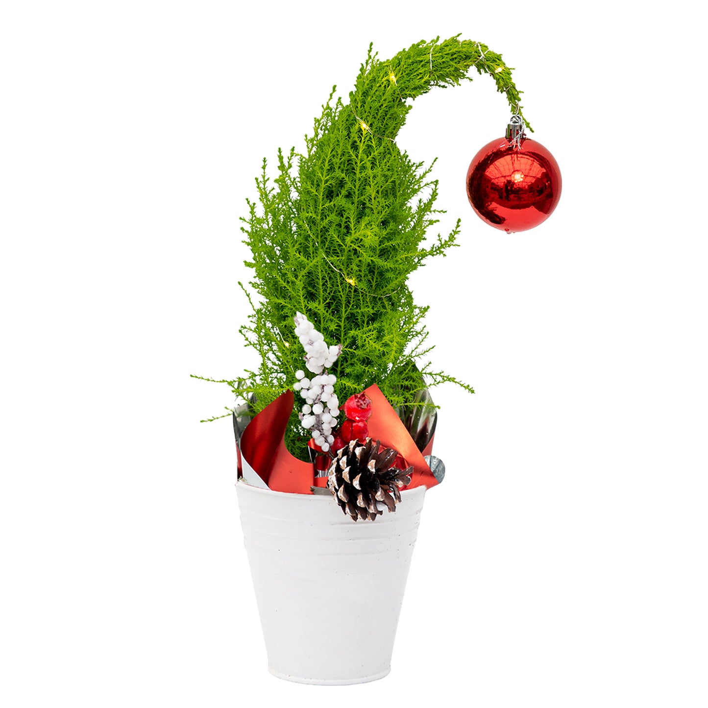Grinch Lemon Cypress Tree - 5 Inch Tin Pot