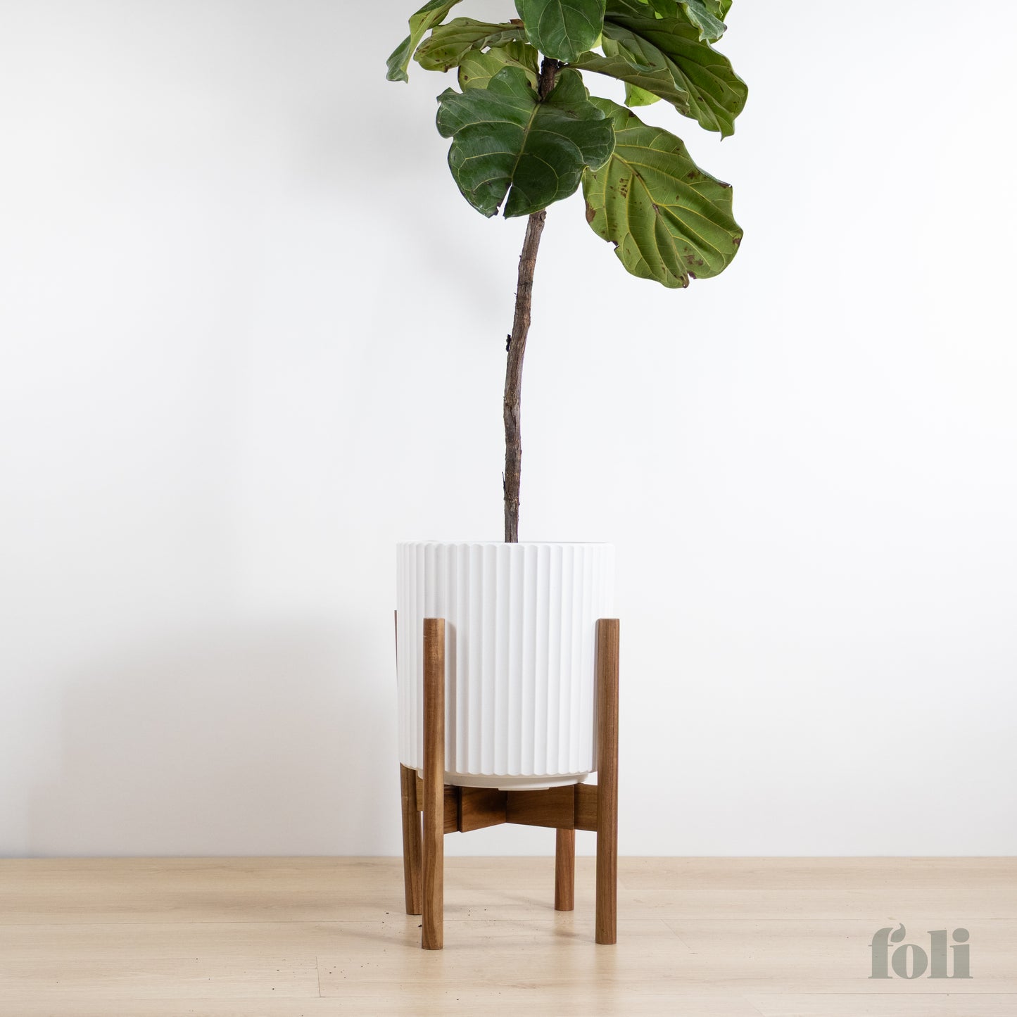 Fiddle Leaf Fig