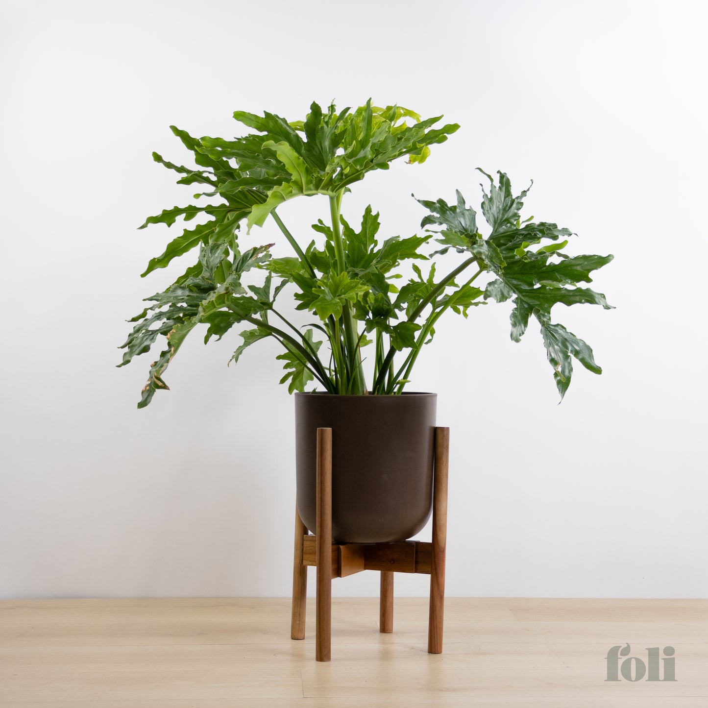 Split Leaf Philodendron