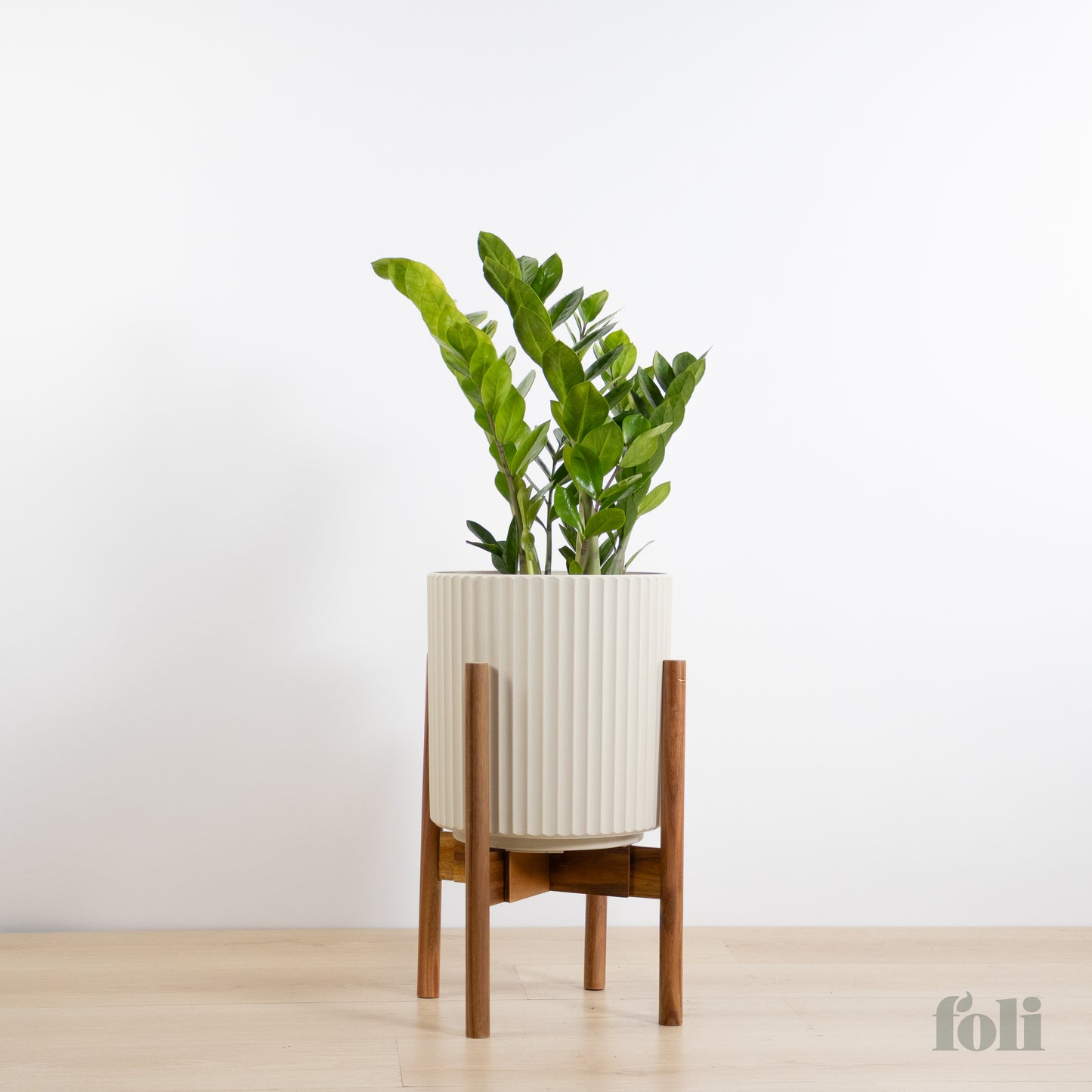 ZZ Plant