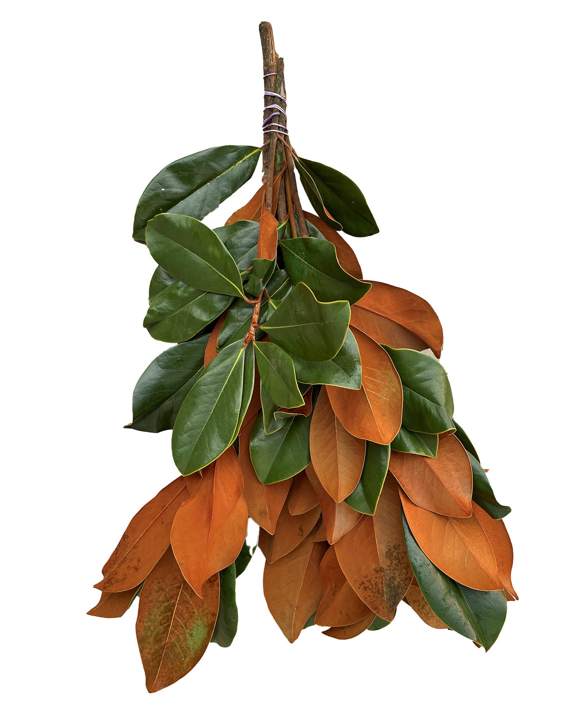 Magnolia Leaves Bunch