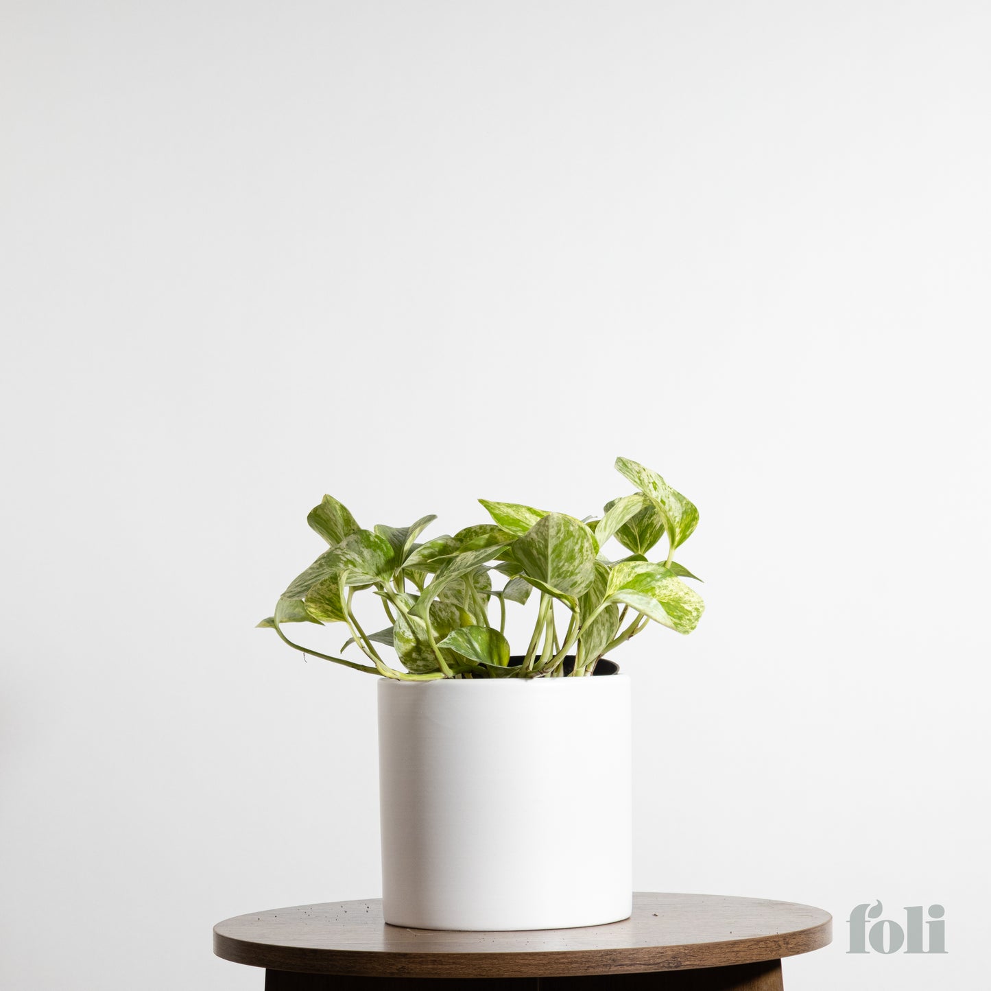 Marble Queen Pothos