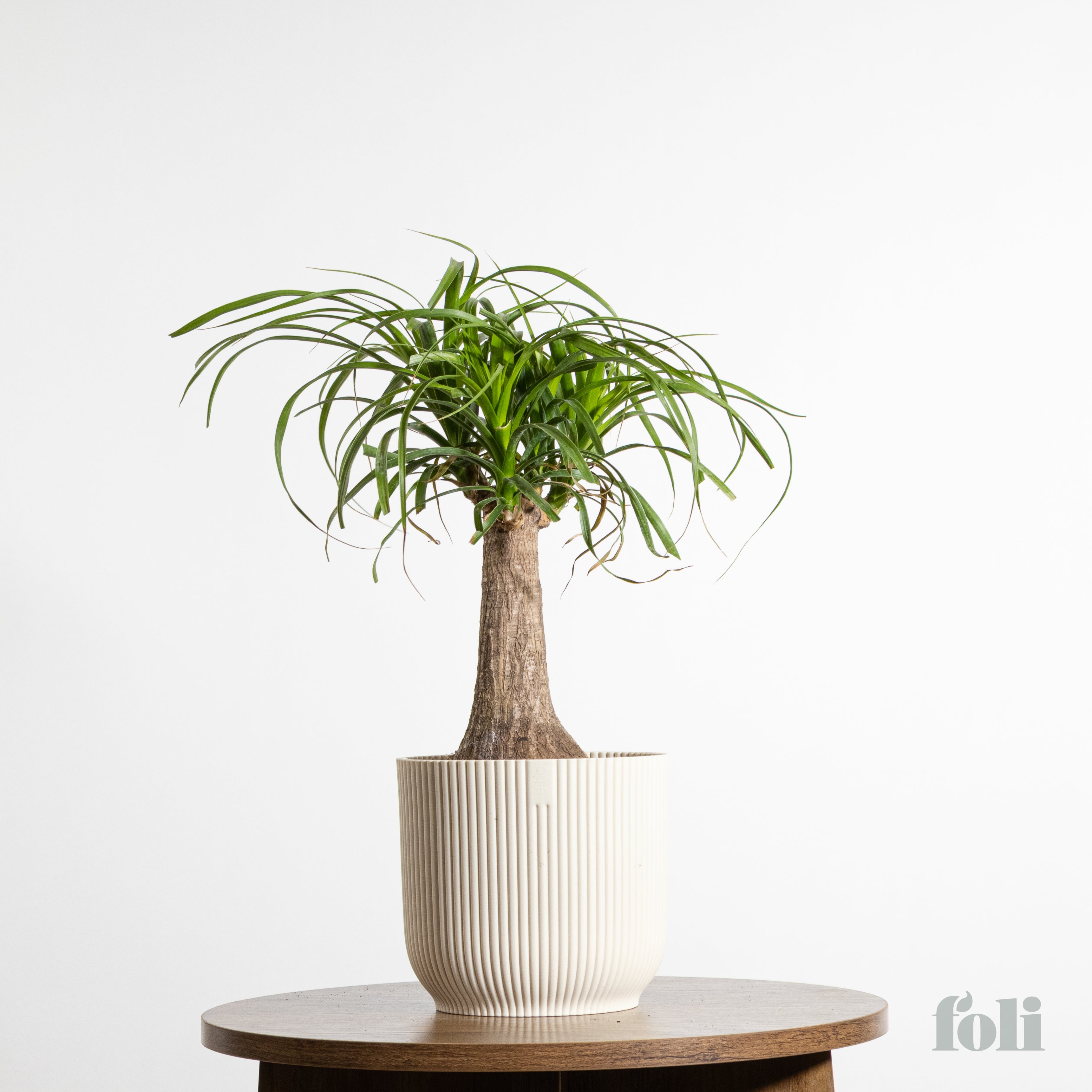 farmville 2 ponytail palm tree Ponytail Palm – Foli
