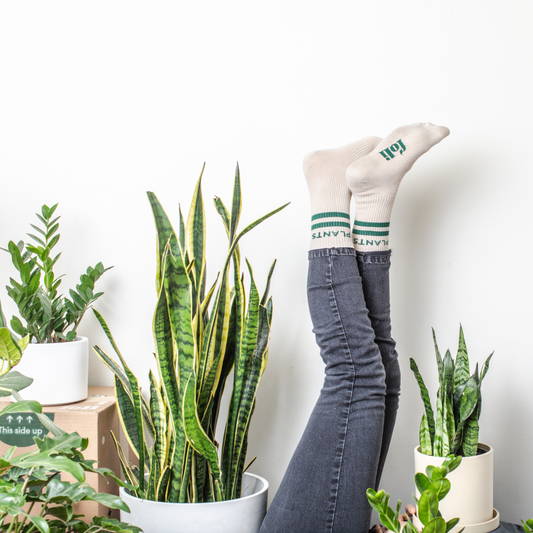 Striped Crew Plant Socks