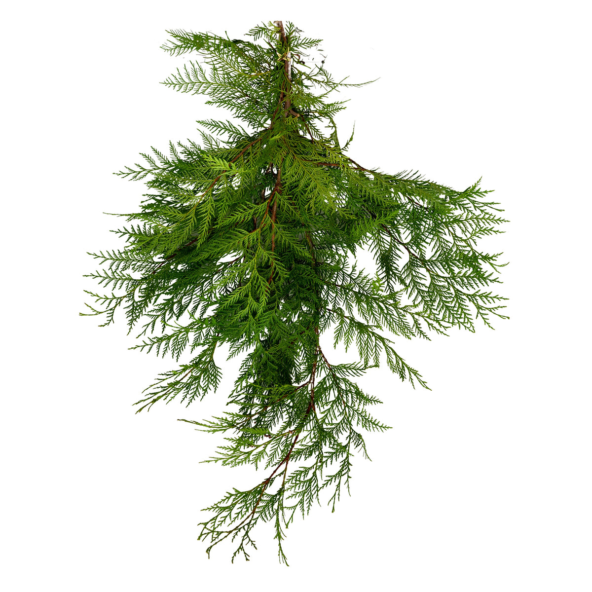 Port Orford Cedar Boughs