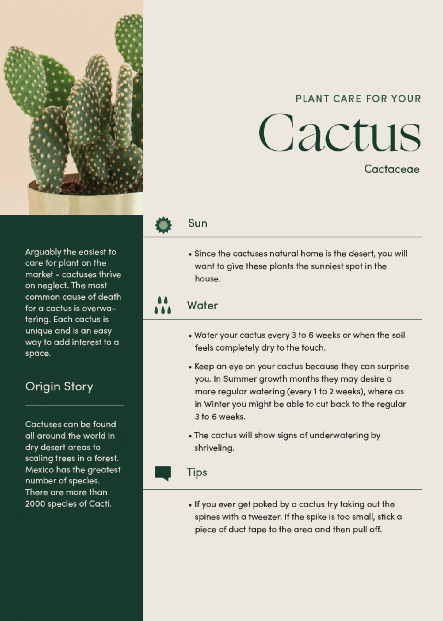 Cactus Bundles