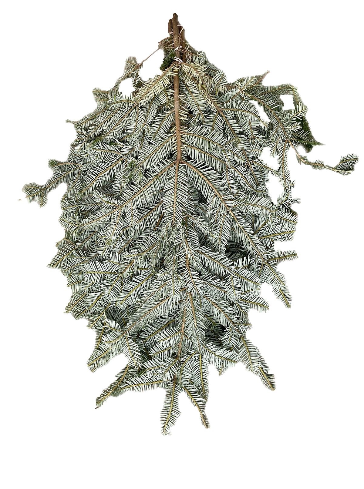 Silver Fir Boughs