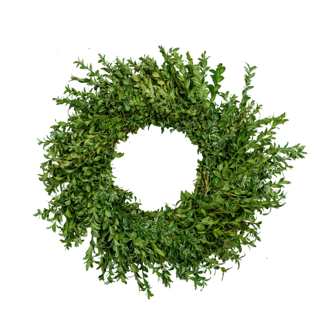 Couronne Oregonia - 50 cm