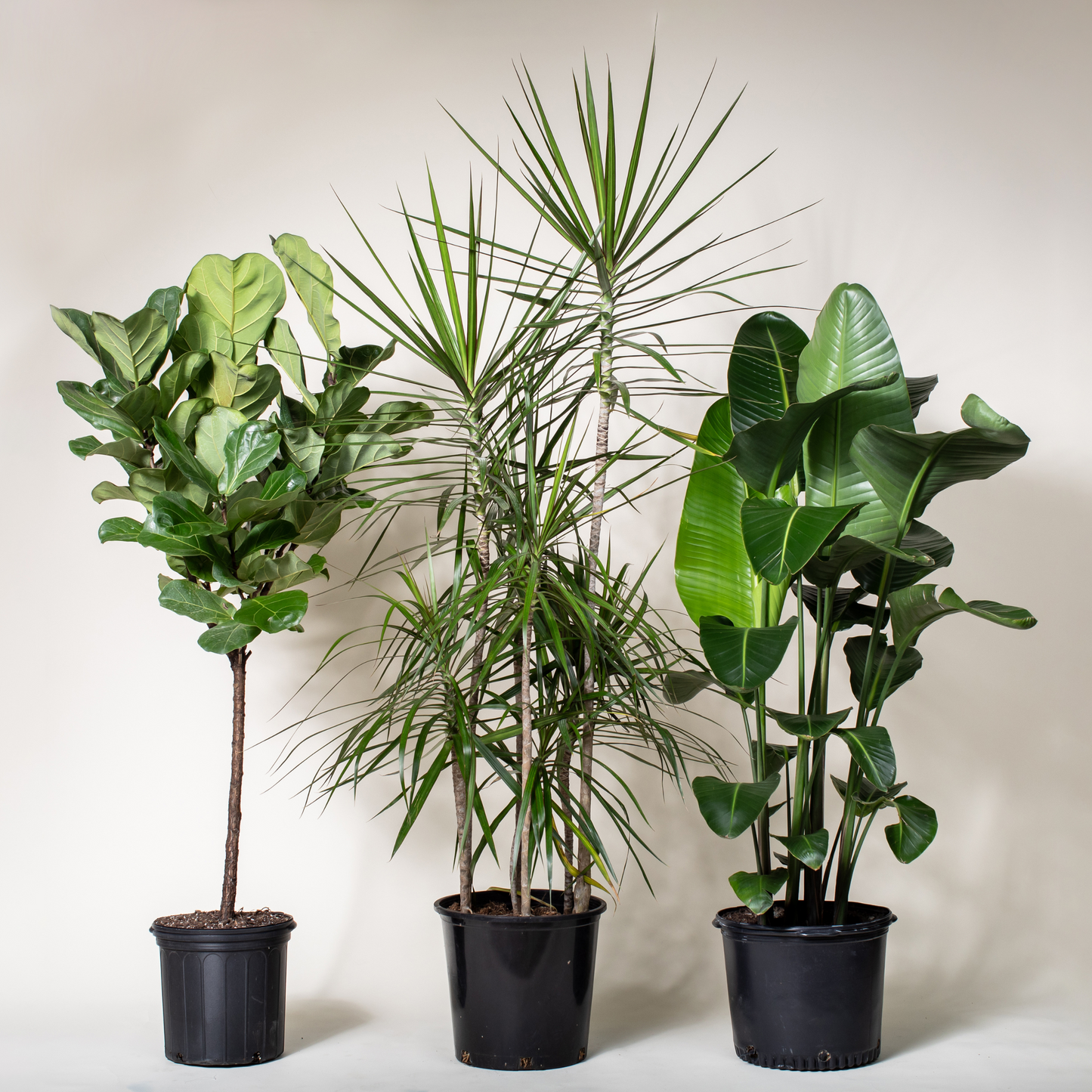Fiddle Leaf Fig