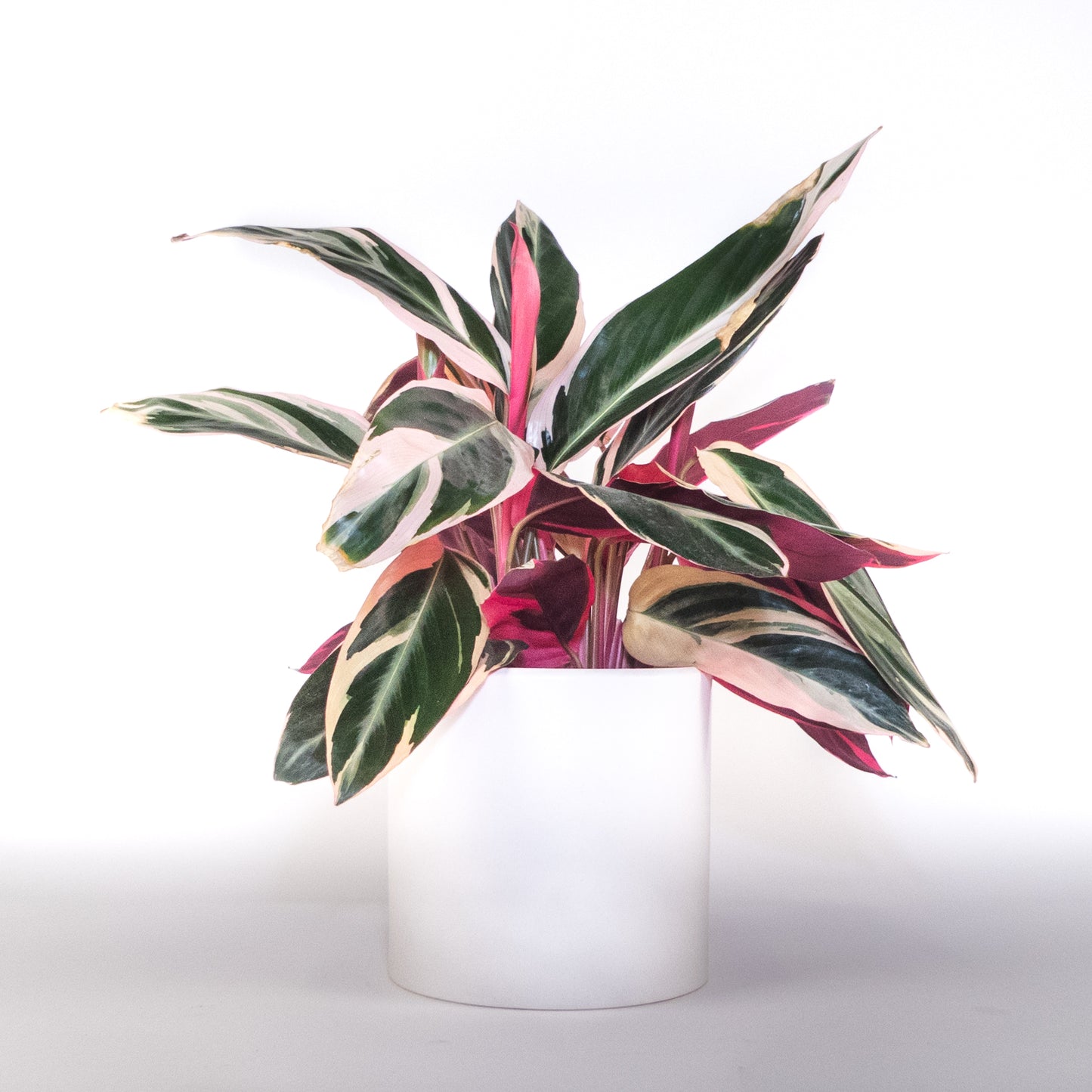 Plante de prière tricolore