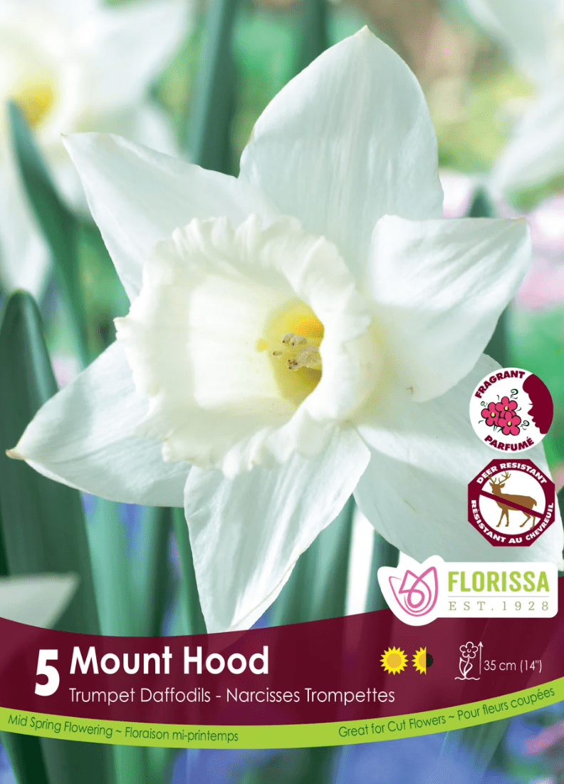 Mount Hood Daffodil - LandscapeDirect