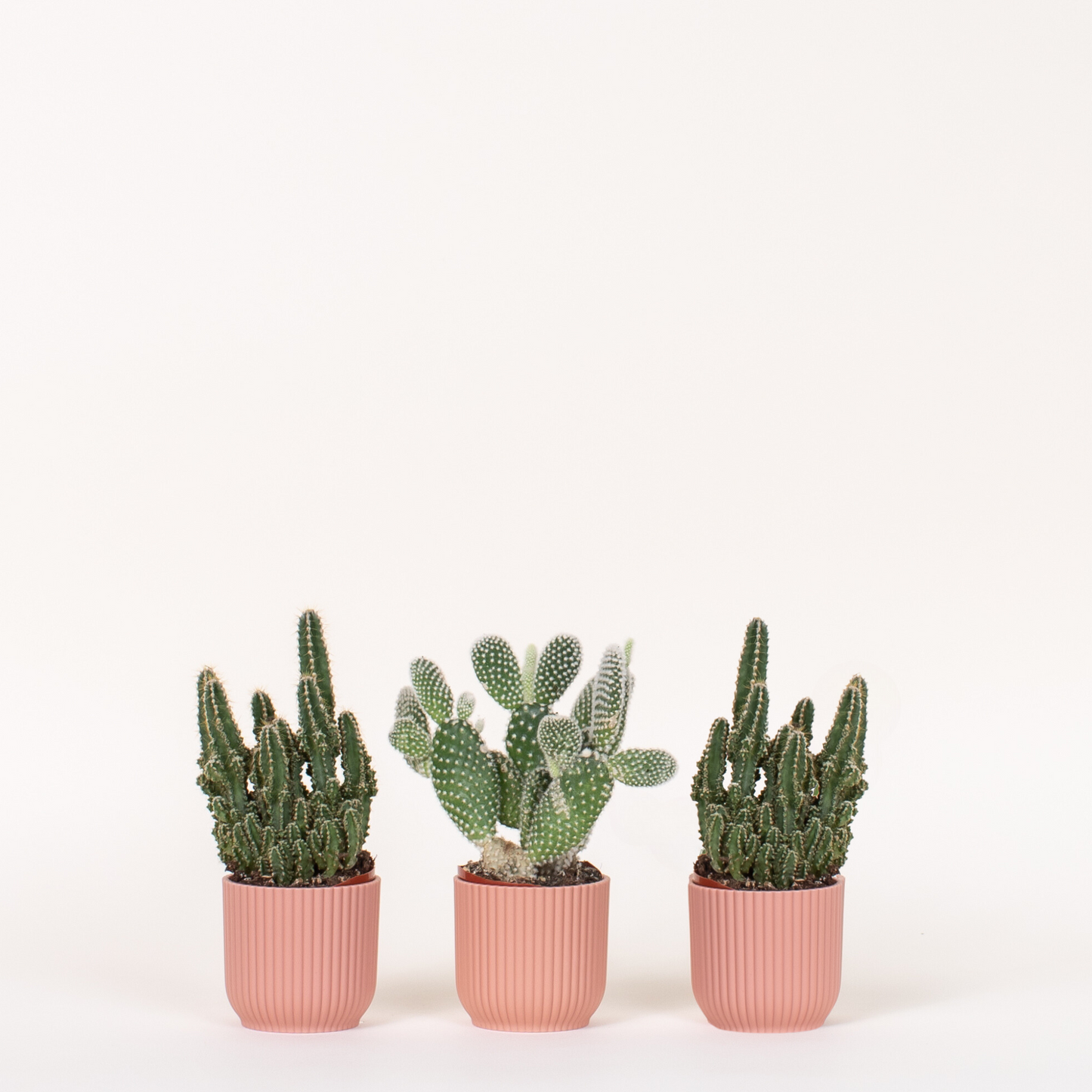 Cactus Bundles