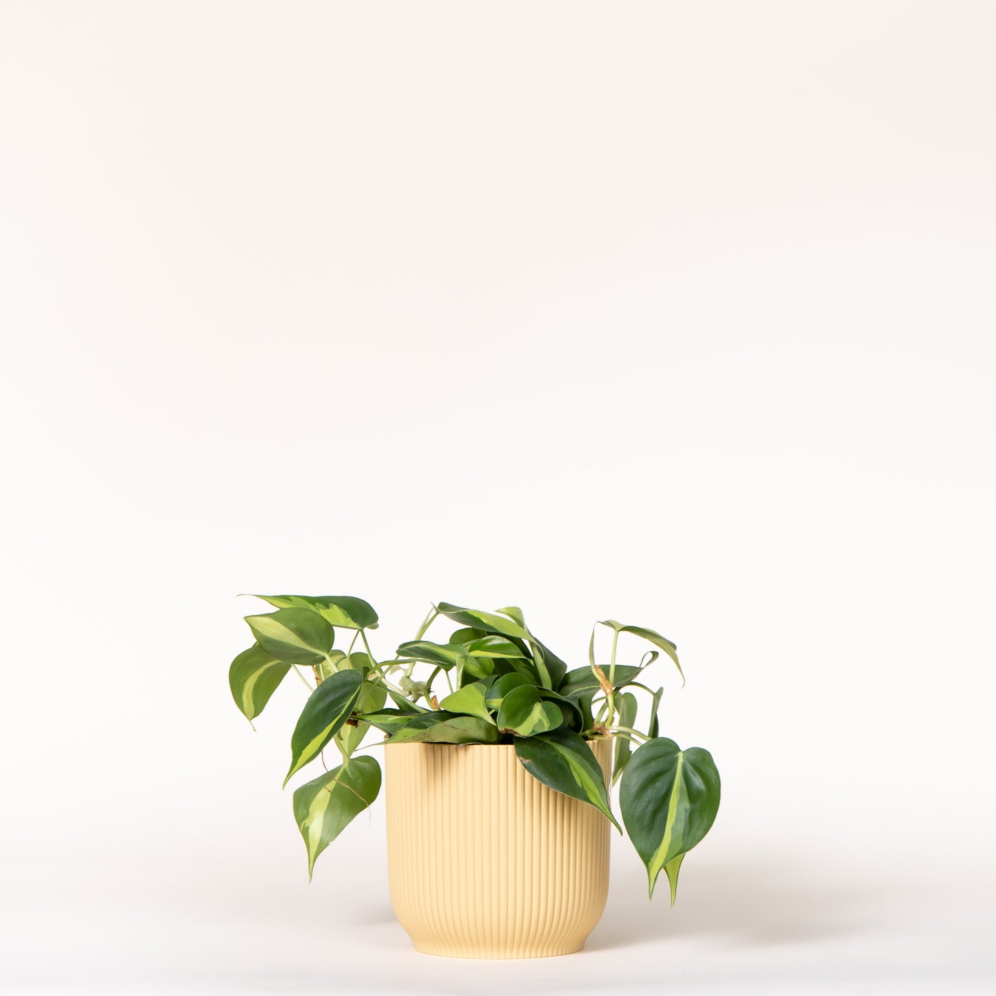 Philodendron Brasil