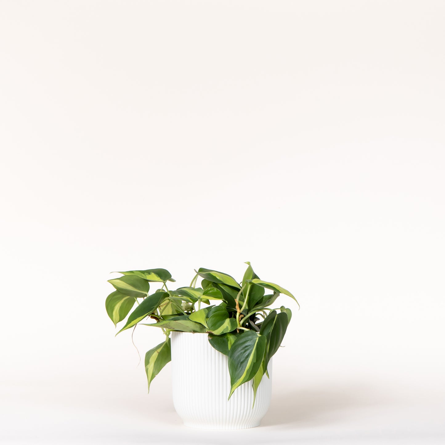 Philodendron Brasil