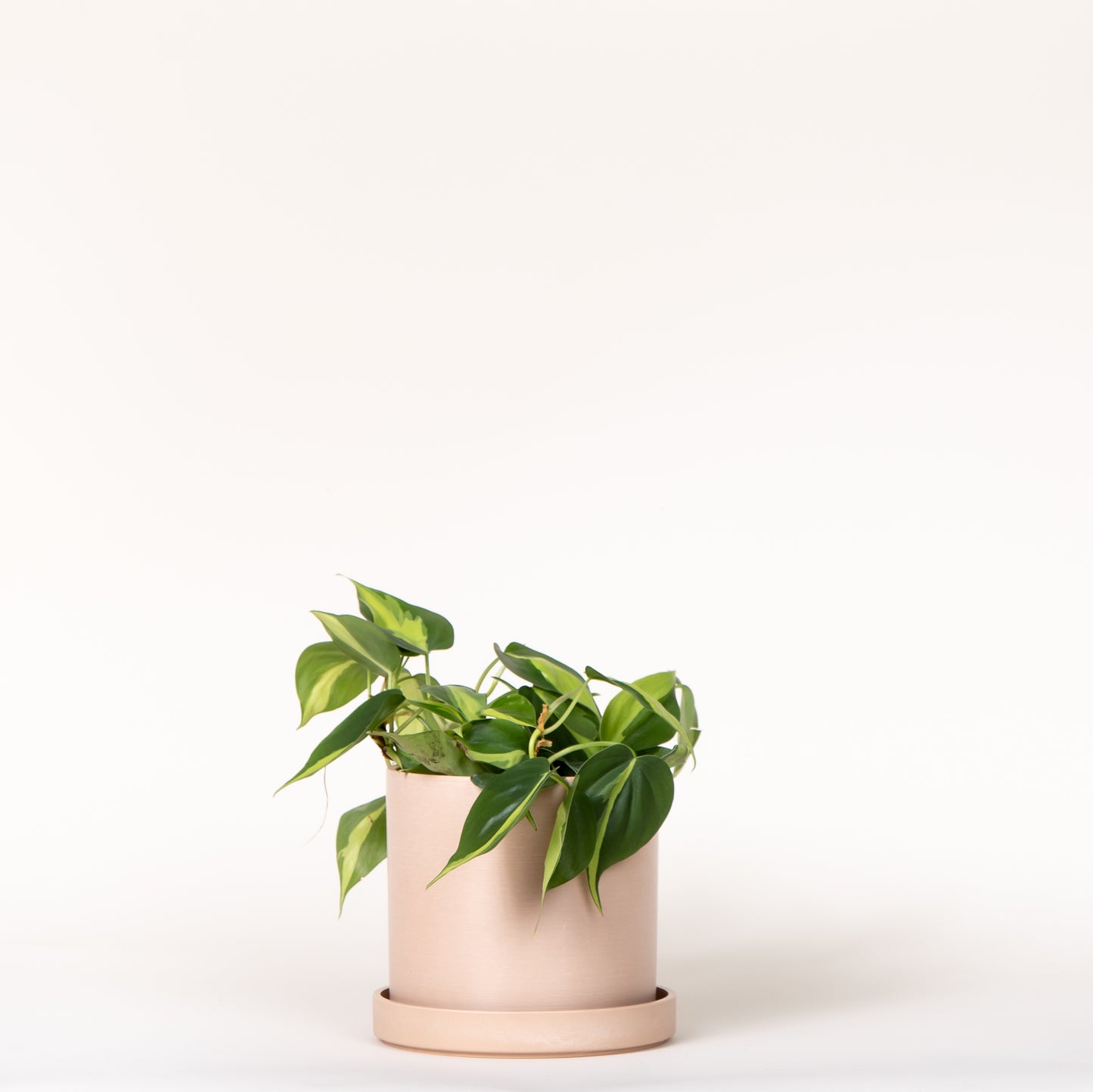 Philodendron Brasil