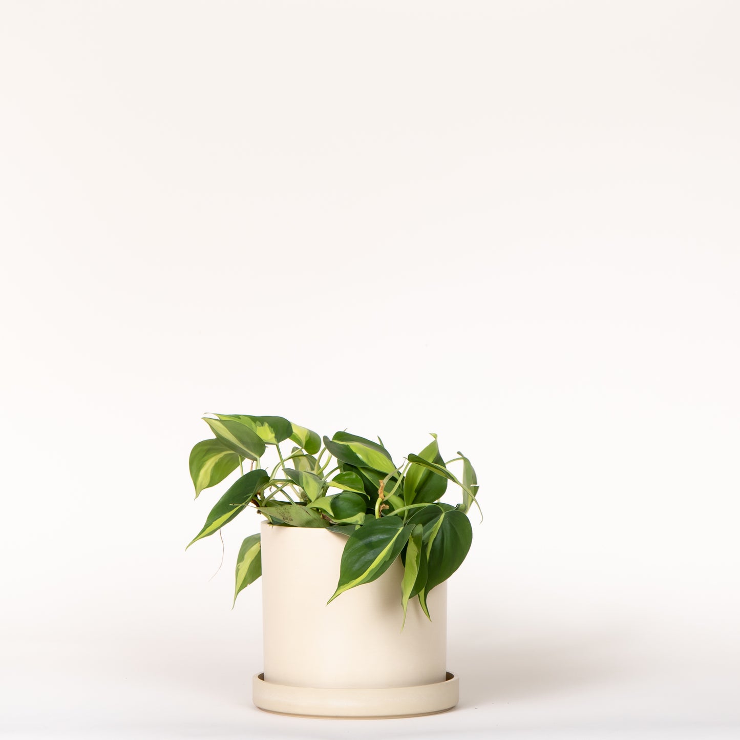 Philodendron Brasil