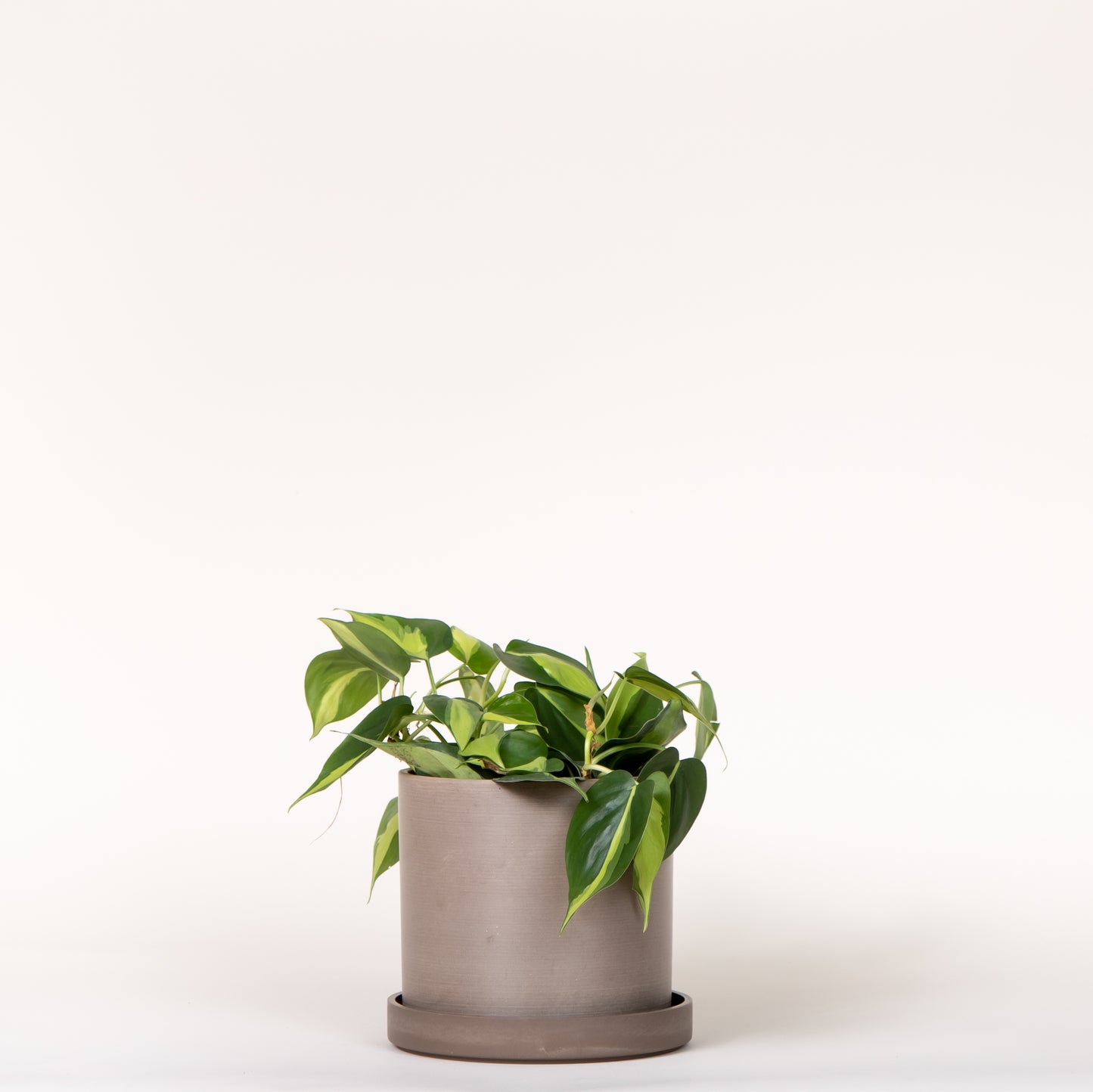 Philodendron Brasil