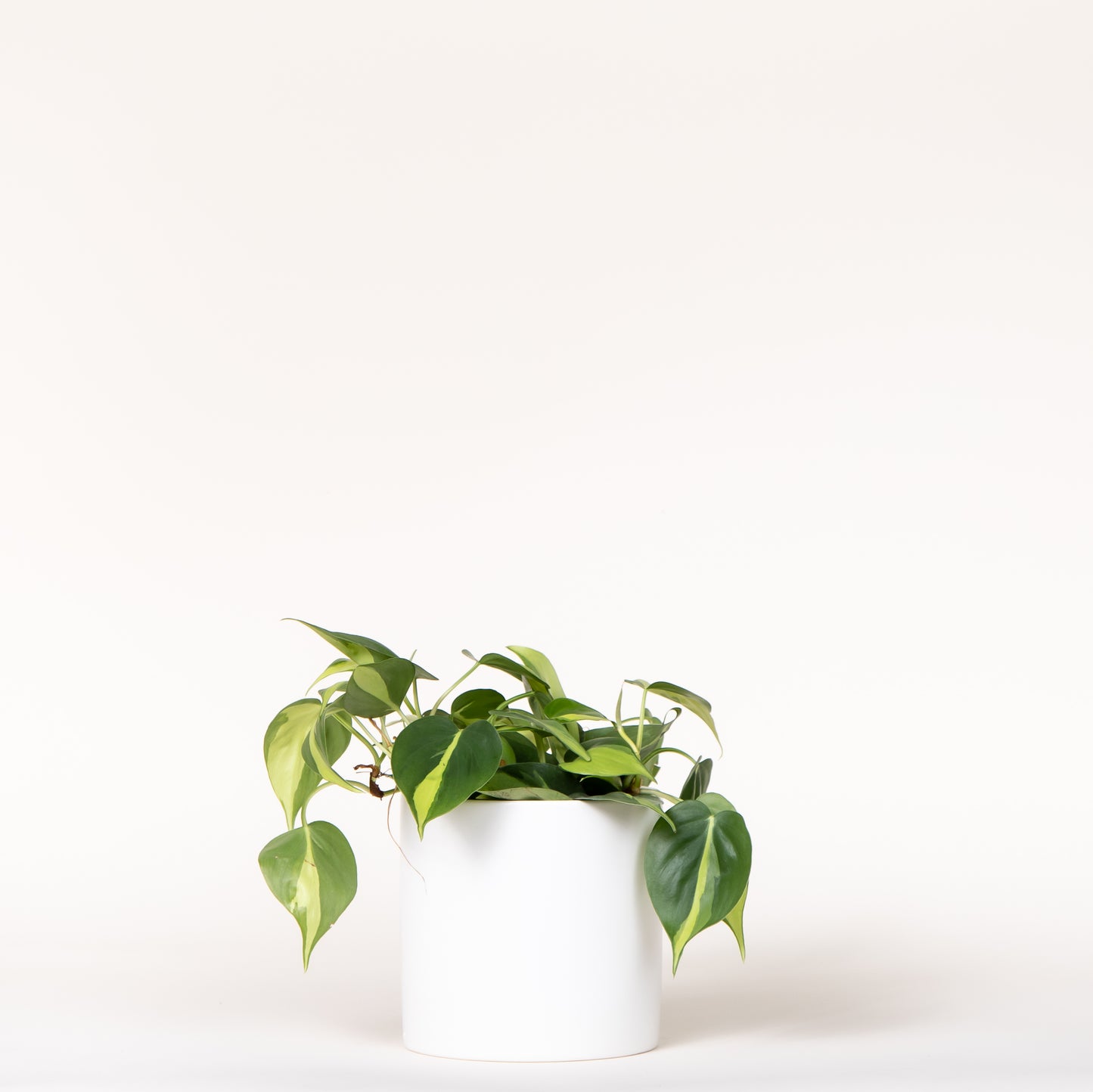 Philodendron Brasil