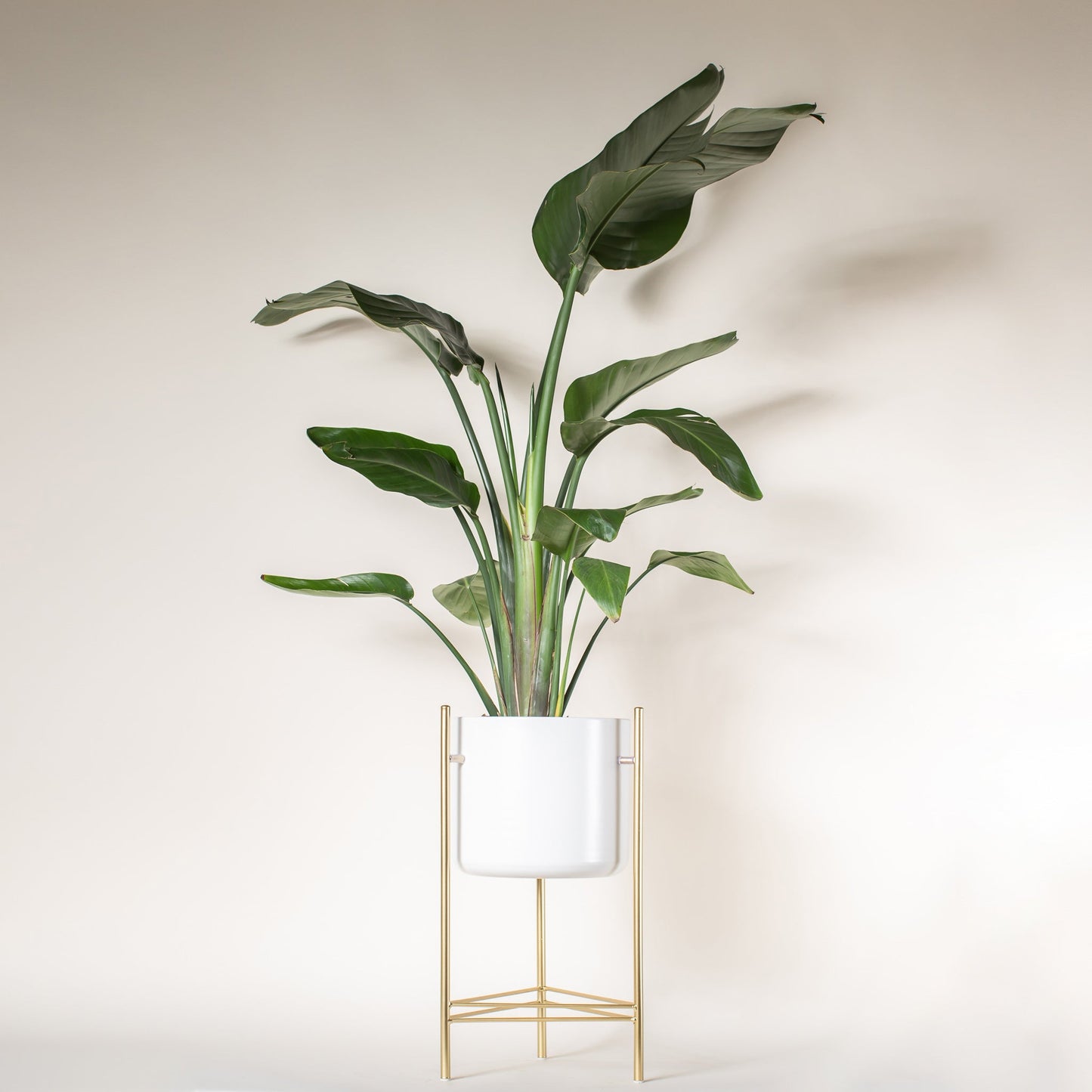 Bird of Paradise