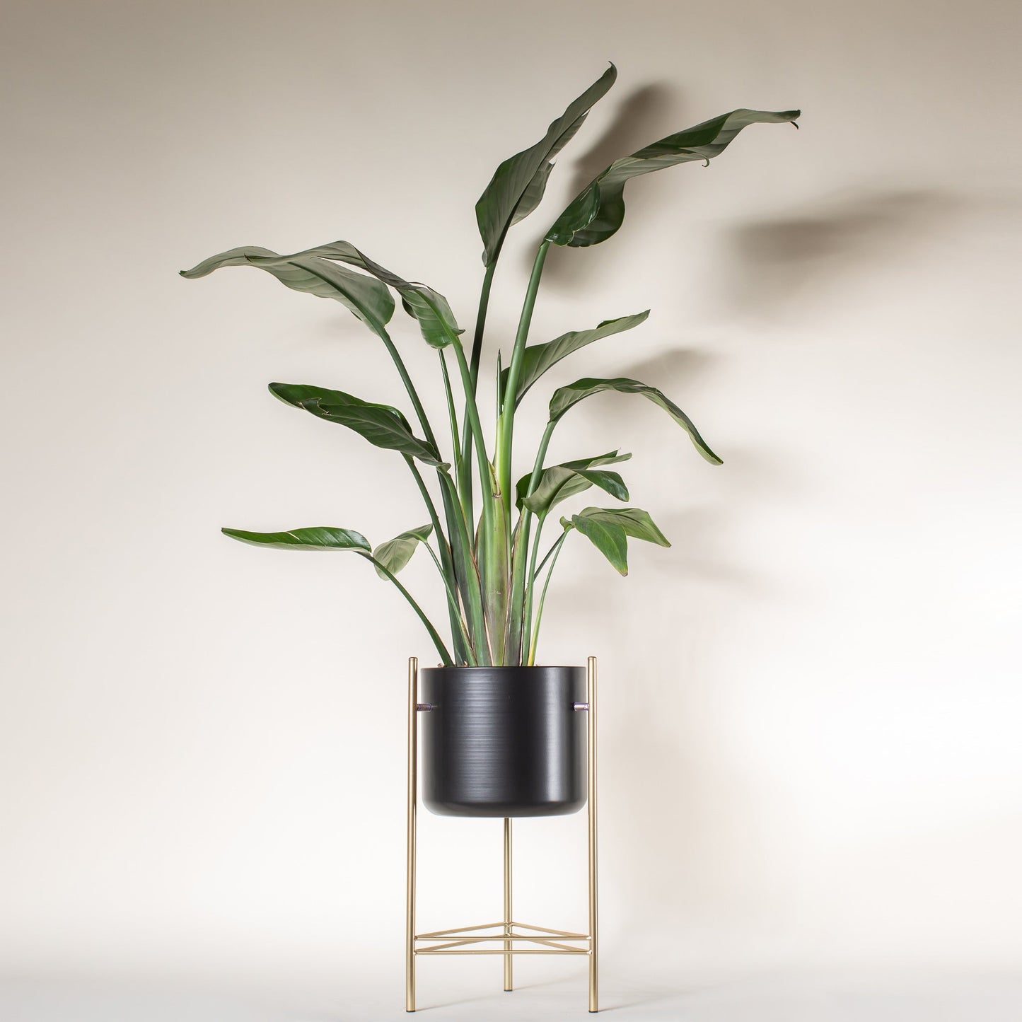 Bird of Paradise