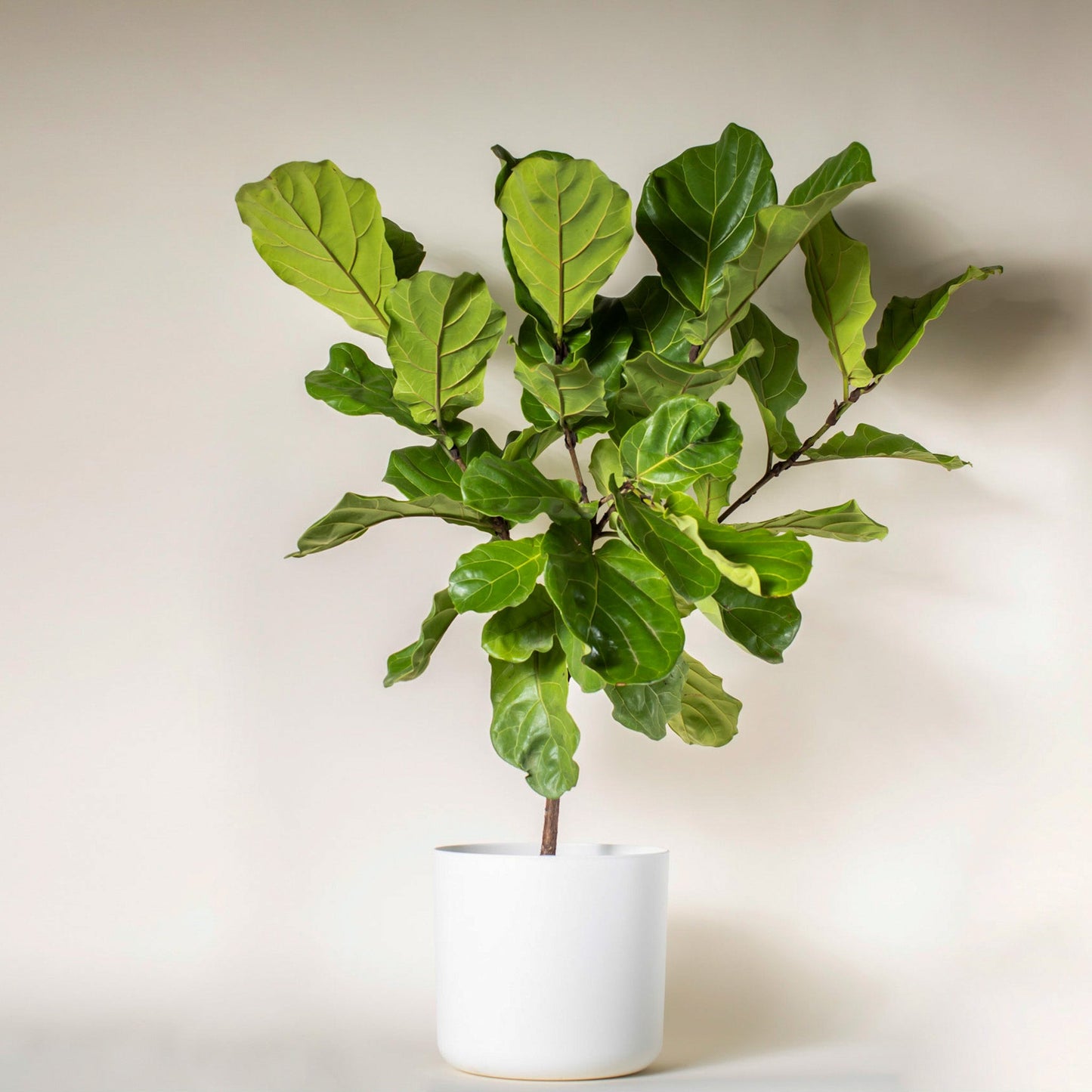 Fiddle Leaf Fig