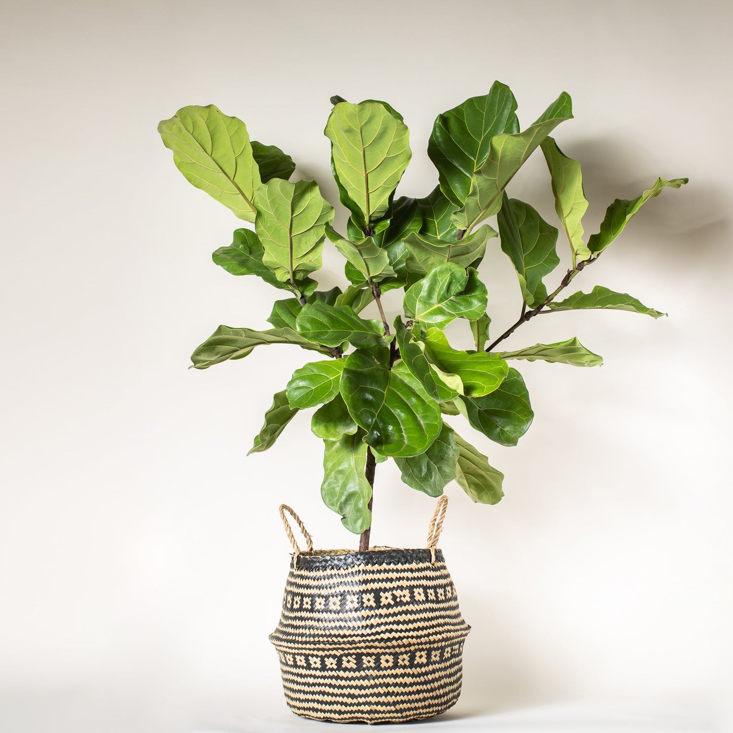 Fiddle Leaf Fig