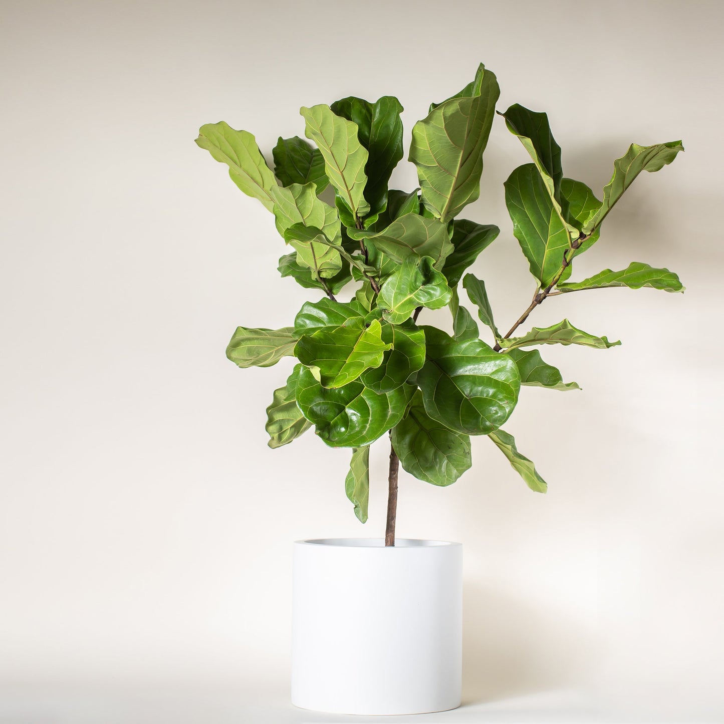 Fiddle Leaf Fig