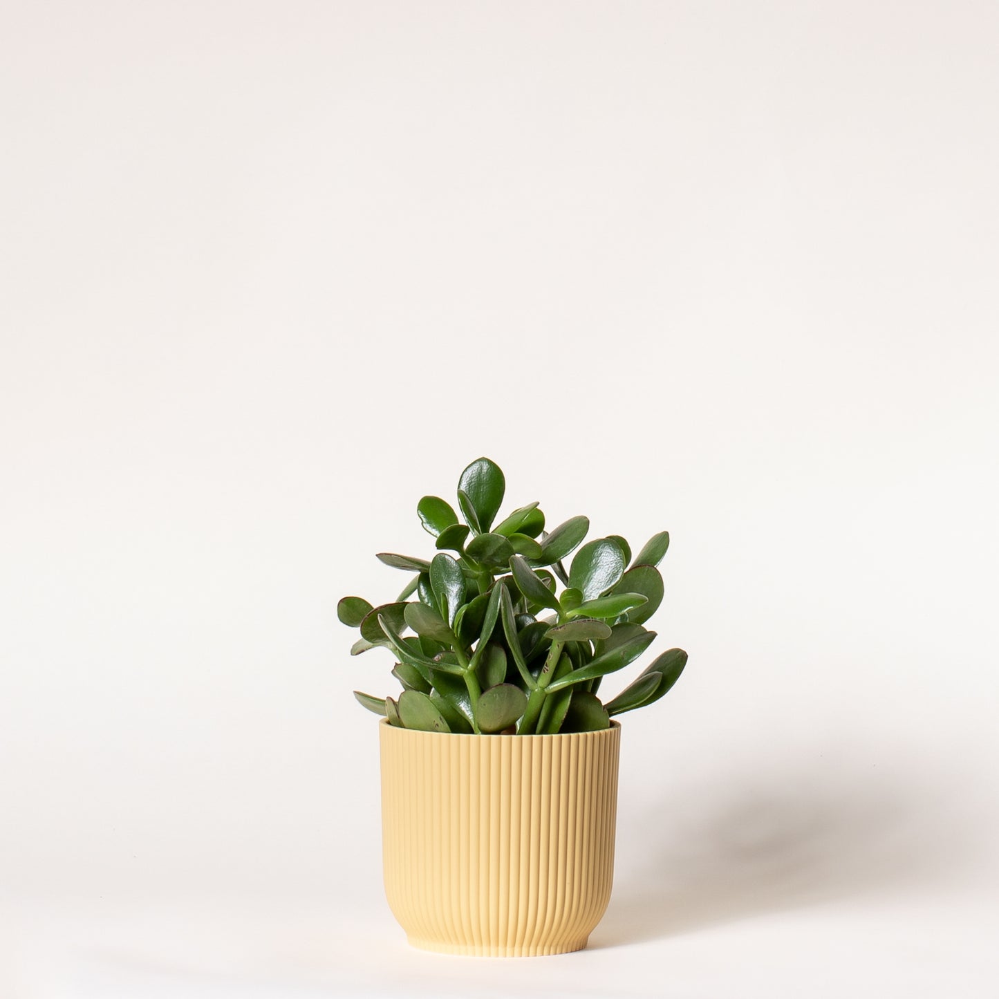 Jade