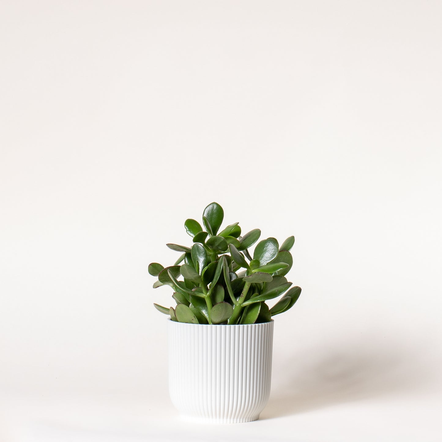 Jade