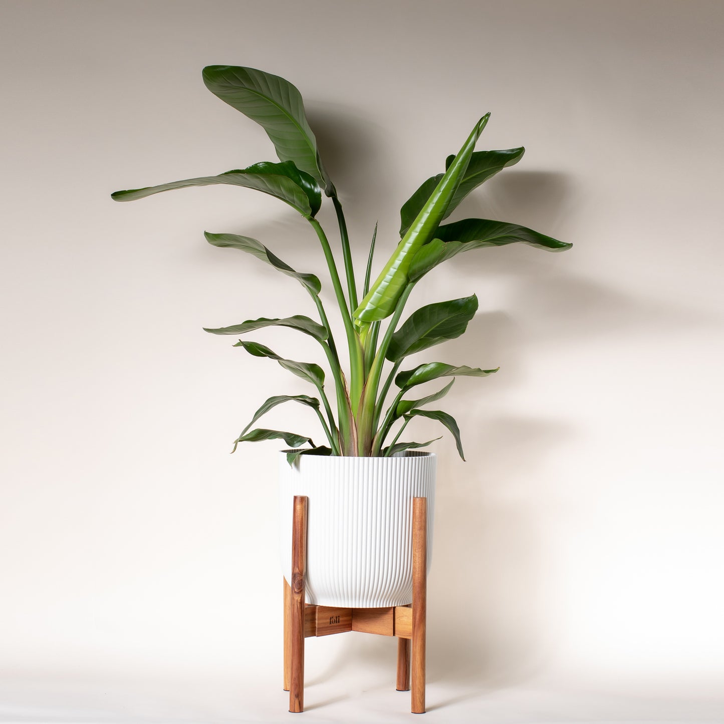 Bird of Paradise