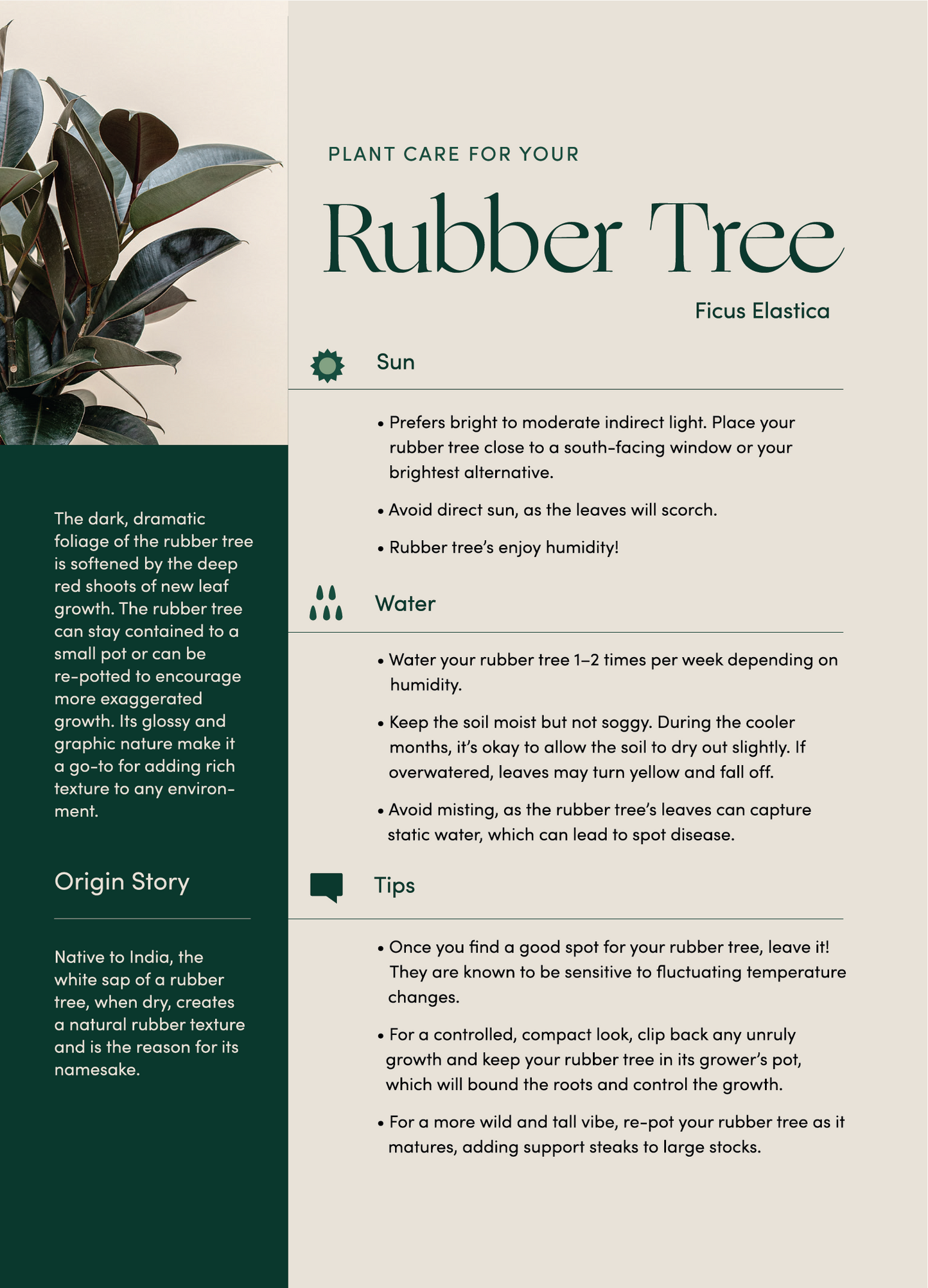 Rubber Tree