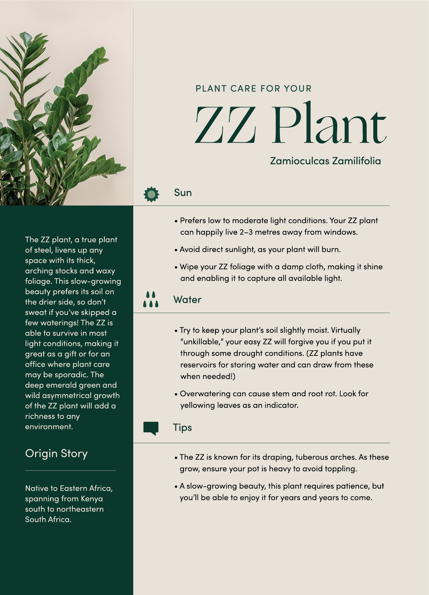 ZZ Plant