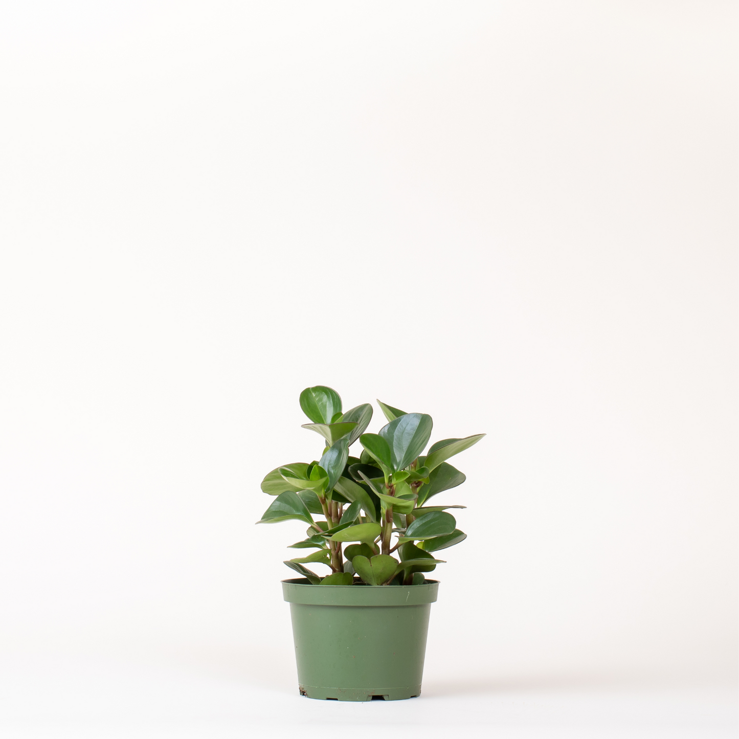 Peperomia Obtusifolia