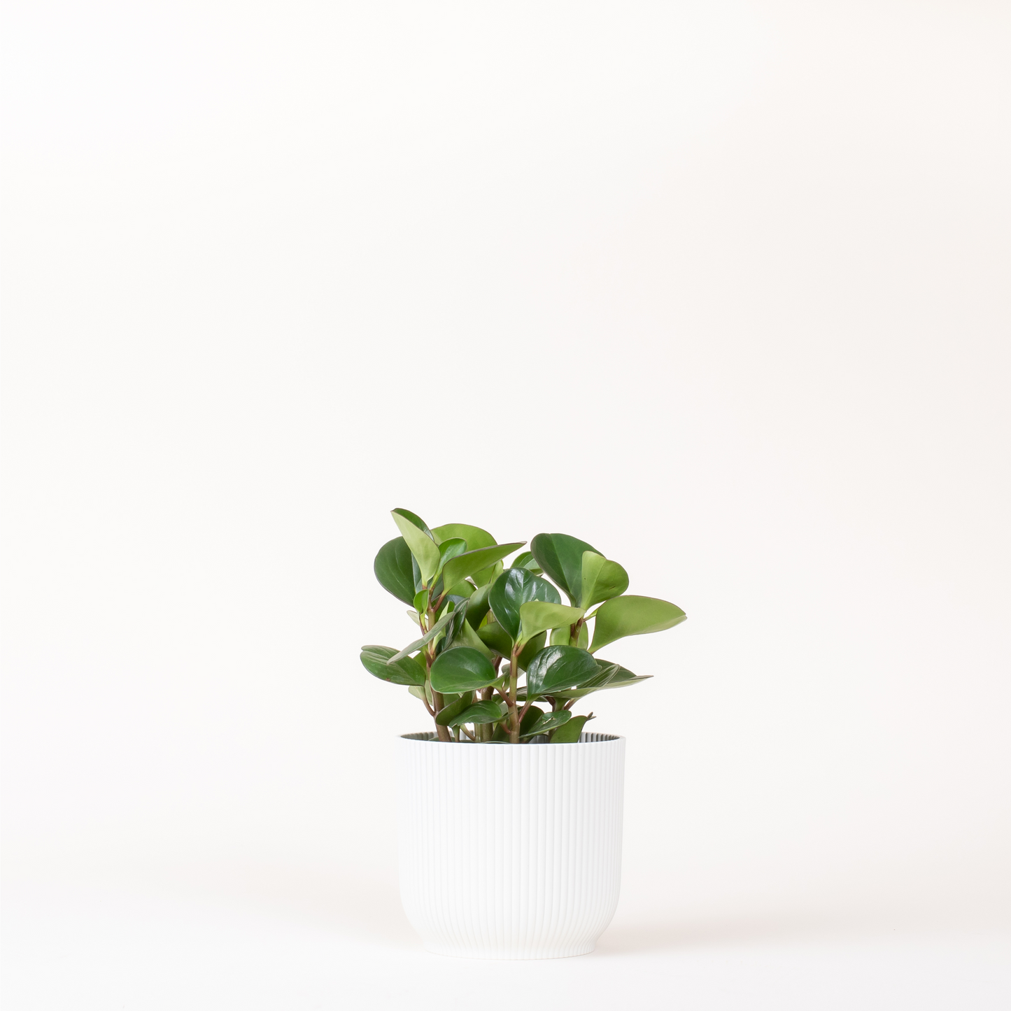 Peperomia Obtusifolia