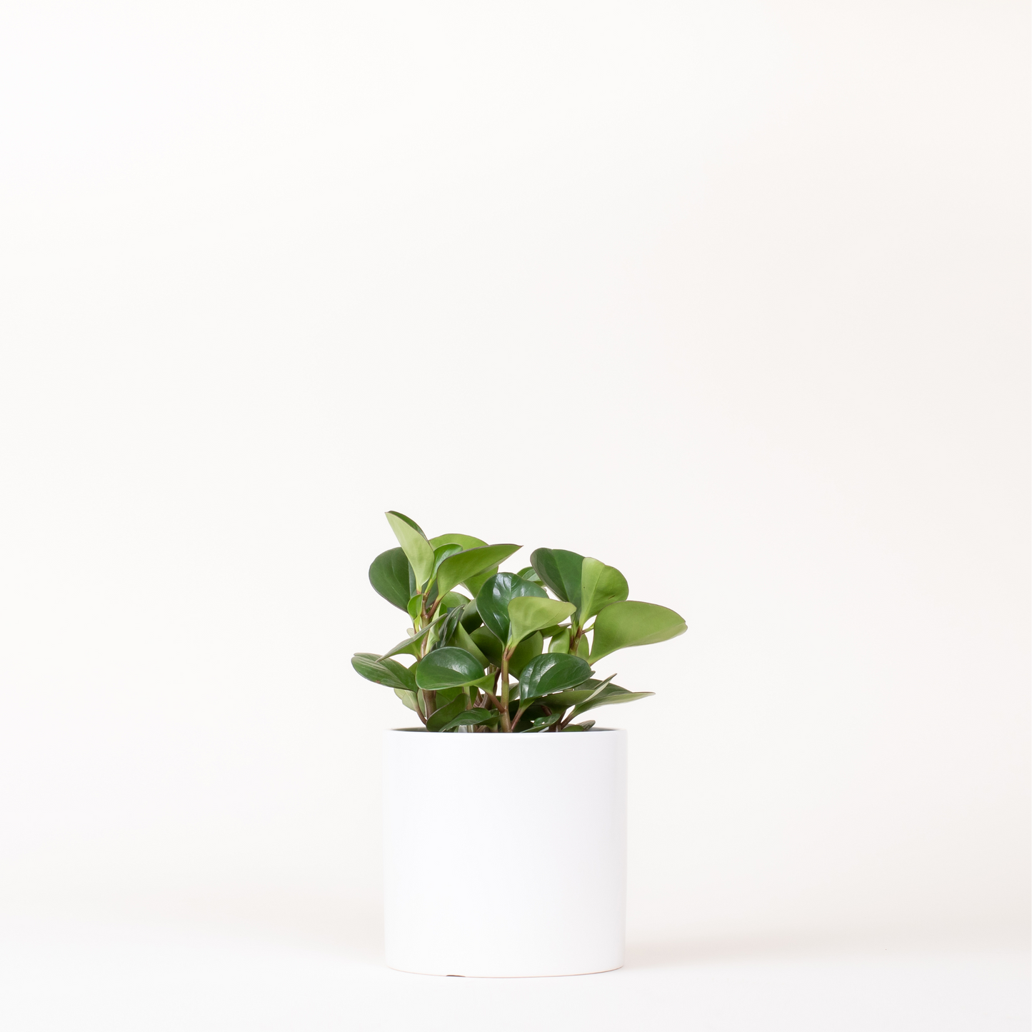 Peperomia Obtusifolia