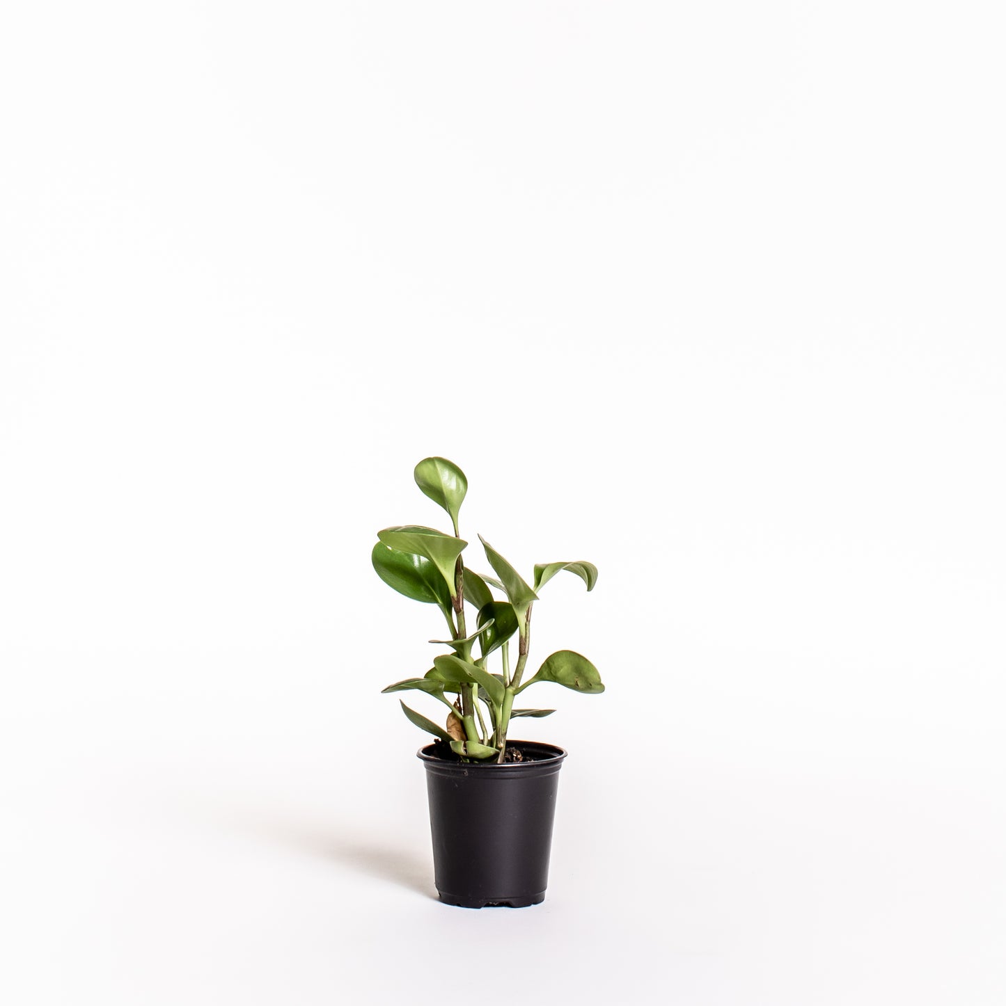 Peperomia Obtusifolia