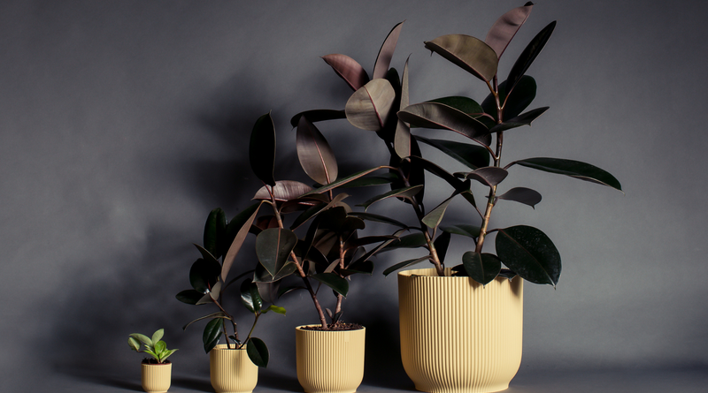 Rubber Tree as an indoor house plant