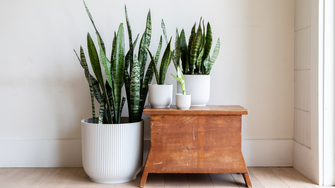 Indoor Snake Plants Delivered by Foli