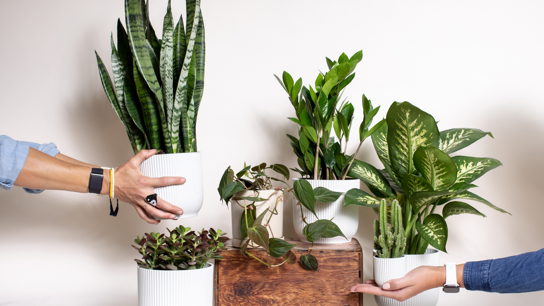 How plants can improve the air quality in your home this winter.