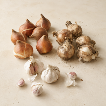 Fall Bulbs