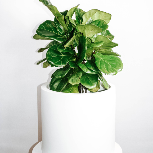 Compact Fiddle Leaf Fig