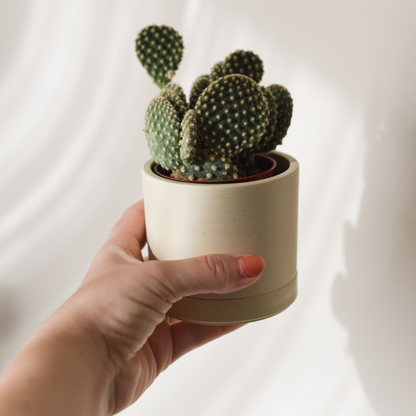Cactus Bundles