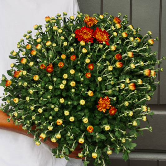 Autumn Glow Fall Mums