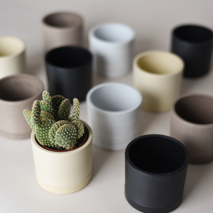 Cactus Bundles