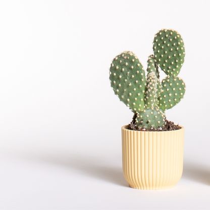 Cactus Bundles