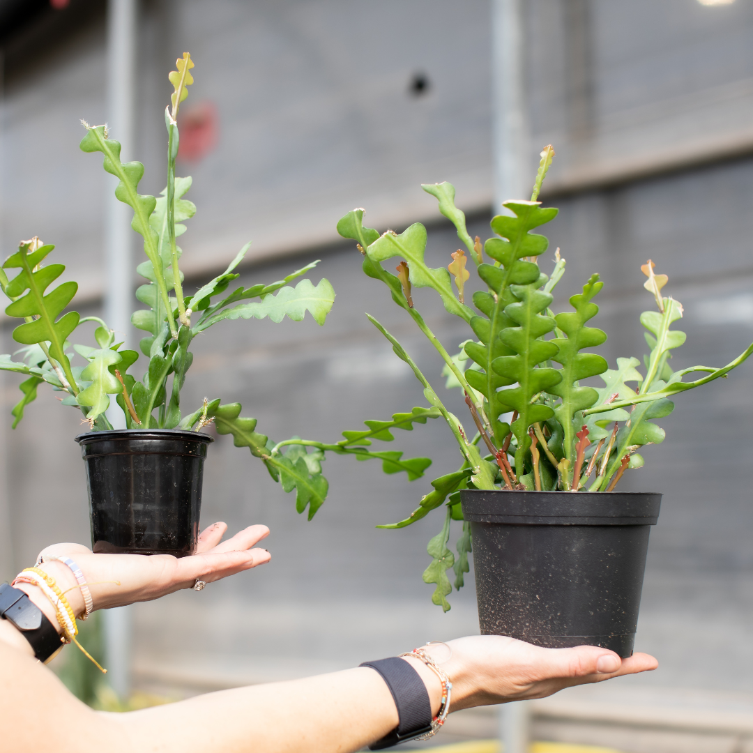 Fishbone Cactus