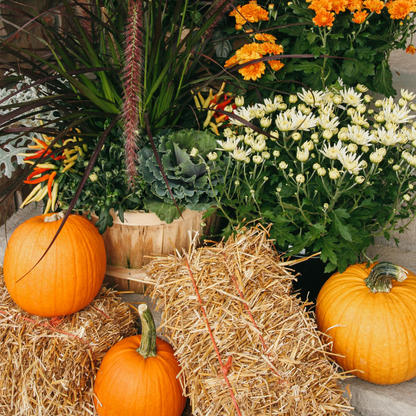 Delux Fall Porch Kit