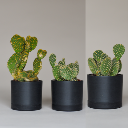Cactus Bundles